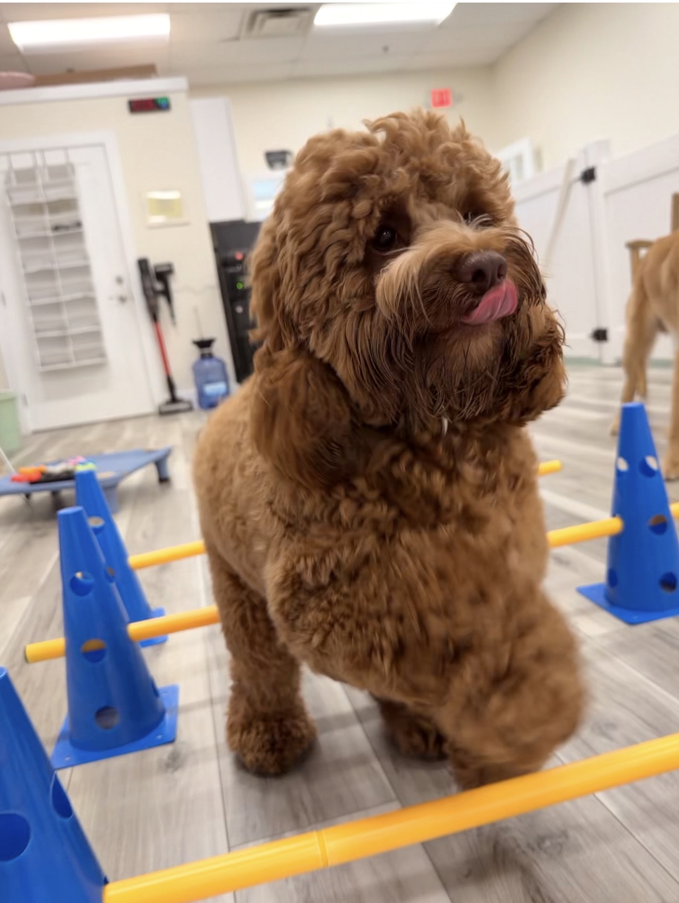 Dog participating in a supervised painting enrichment activity