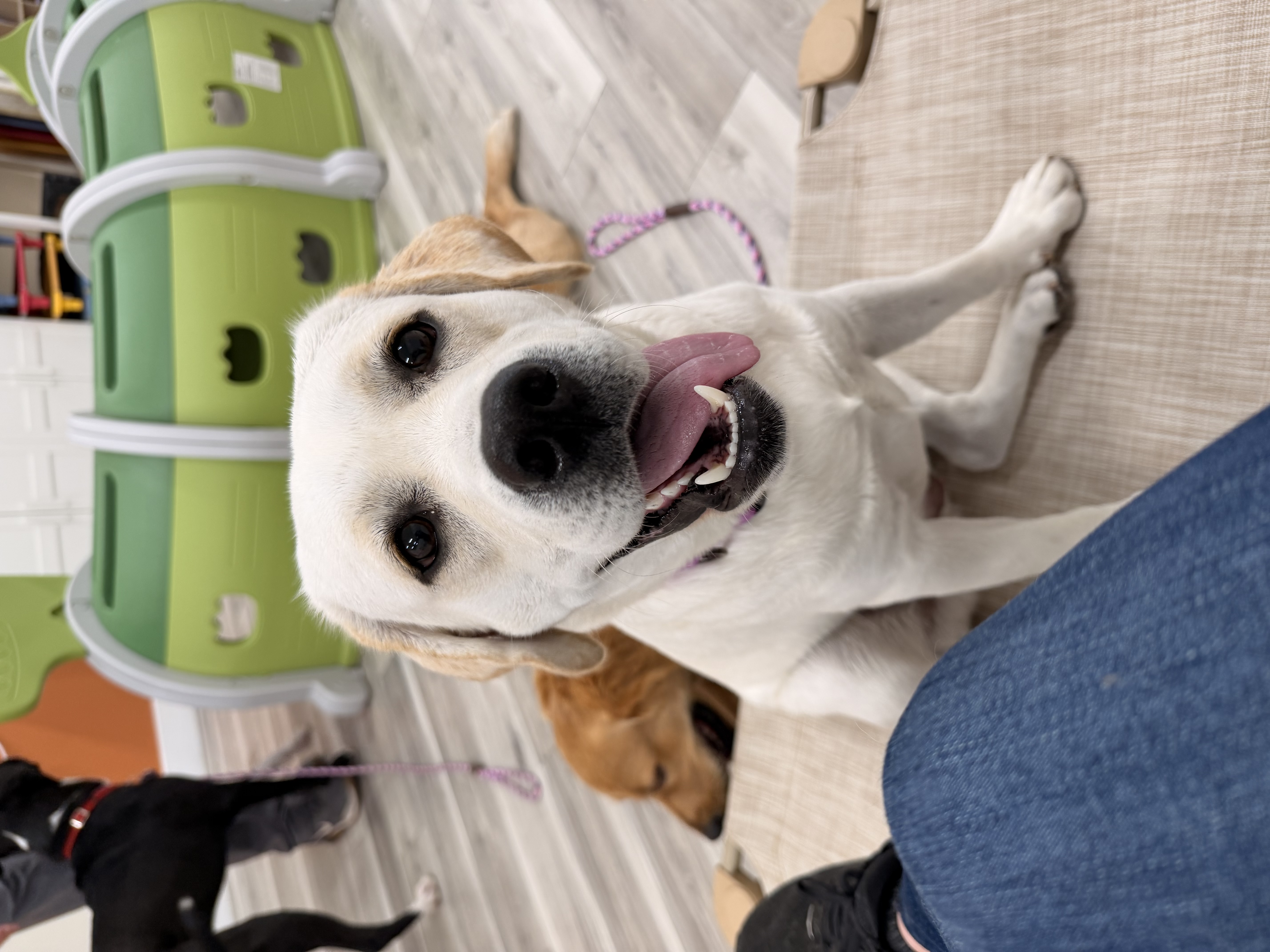 Doodle participating in a Bark Spot art enrichment activity